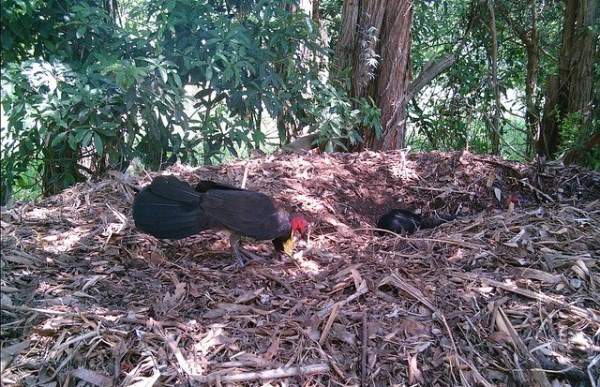 Byron-Bay-Adventure-Tours-Dolphins-Bush-Turkeys