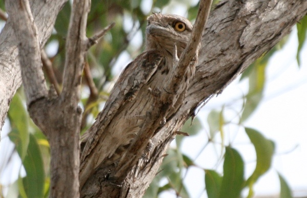 Byron-Bay-Adventure-Tours-Dolphins-Tawny-Frogmouth