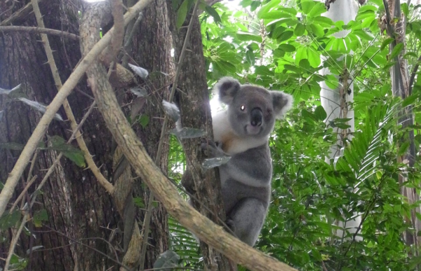 Byron-Bay-Adventure-Tours-Koala