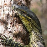 Wild Side – A Guide to Creatures You May Encounter on a Byron Bay Adventure Tour