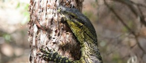 Wild Side A Guide to Creatures You May Encounter on a Byron Bay Adventure Tour