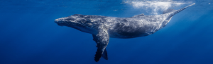 humpback-300x91