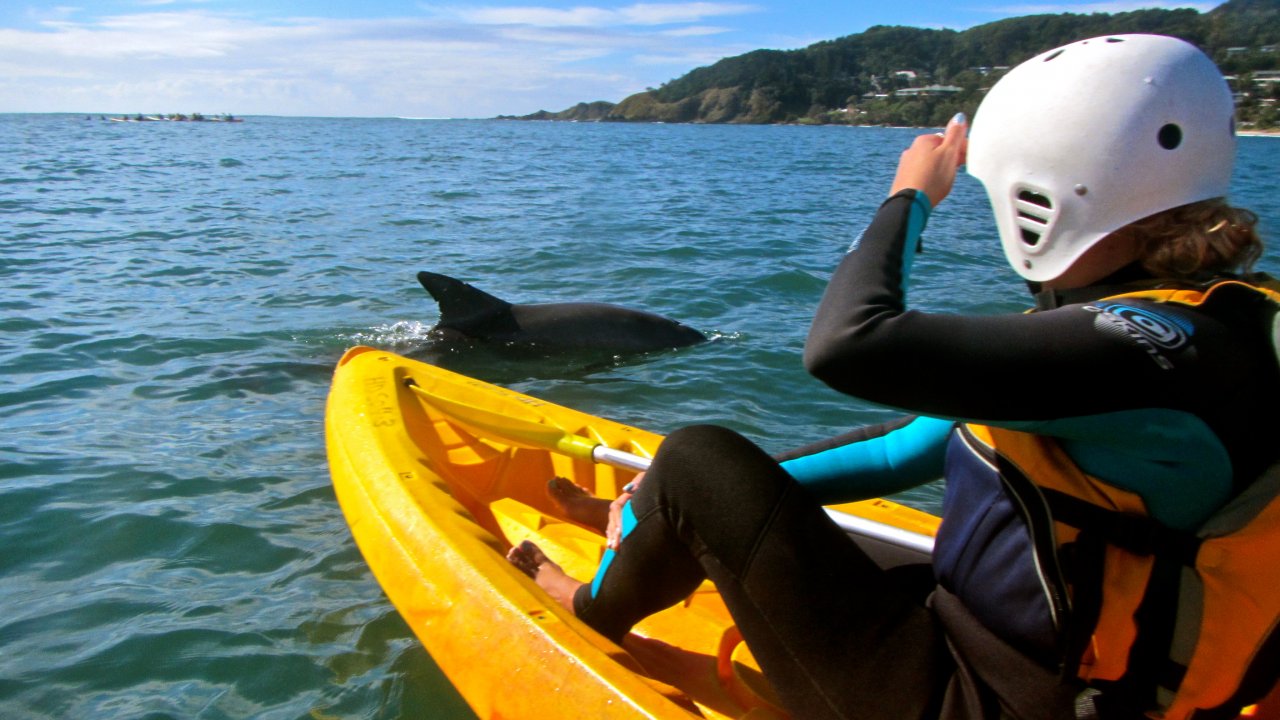 dolphin kayaking byron bay