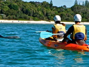 Dolphin_Kayak_Tour_4